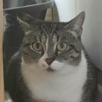 ATLAS, chatte à adopter