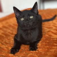 MIGNON, chat à adopter