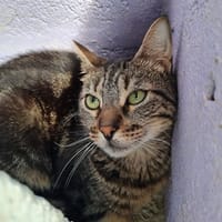 BANZAÏ, chatte à adopter