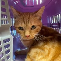 GARFIELD, chat à adopter