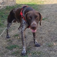 Maki, chien à adopter