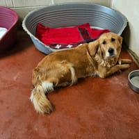 PAA 22990 PAM, chienne à adopter