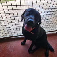 PAA22991 TIMMY, chien à adopter