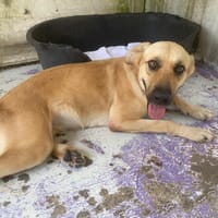 PATATE, chienne à adopter