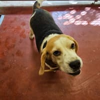 OP PAA22985, chien à adopter