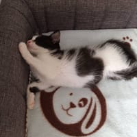 ARIELLE (RESERVEE), chatte à adopter