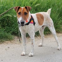 SCOTT HAA24530, chien à adopter