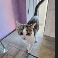ARTHEMIS, chatte à adopter