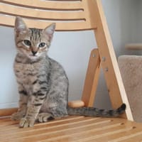 RIO, chat à adopter