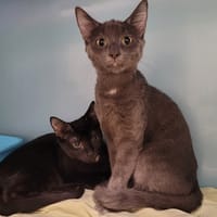 LULU MOUSTACHE, chatte à adopter