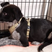 Marotte, chienne à adopter