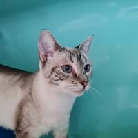 BALI, chatte à adopter