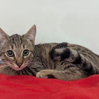 Pissenlit, chat à adopter
