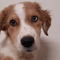 Merinos, chien à adopter