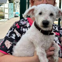 IGOR, chien à adopter