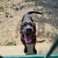 TCHOUKY, chien à adopter