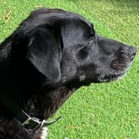 JACK, chien à adopter