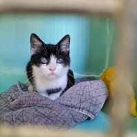 GALLY, chat à adopter