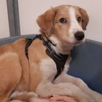 Mawassi, chien à adopter