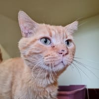 OLIVER, chat à adopter