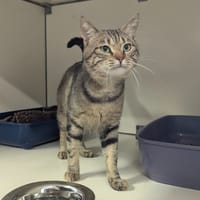 Lupin, chat à adopter