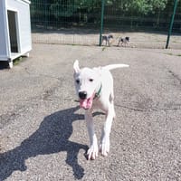 TROPEZIENNE, chienne à adopter