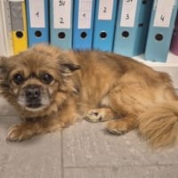 GRIFFY, chien à adopter