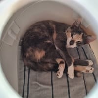 SAYANA, chatte à adopter