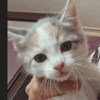 APHRODITE, chatte à adopter