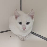 Clara, chatte à adopter