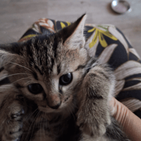 APPOLLON, chat à adopter