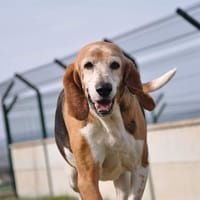 Titounette, chienne à adopter