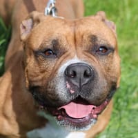 NALA, chienne à adopter