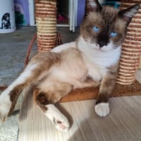 PHILEAS, chat à adopter