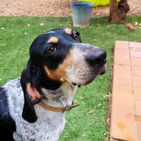 JENNY, chienne à adopter