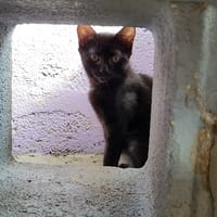 Wynona, chatte à adopter