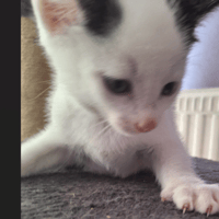 ATLANT, chat à adopter