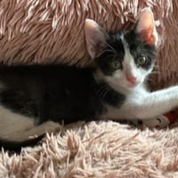 Fitroen, chat à adopter