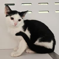 Gringo, chat à adopter