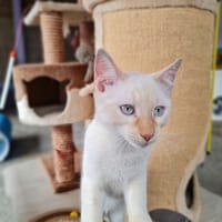 SMOKY, chat à adopter