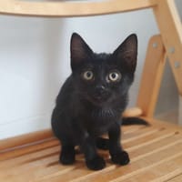 FOX, chat à adopter