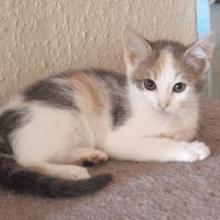 ATHENA, chatte à adopter