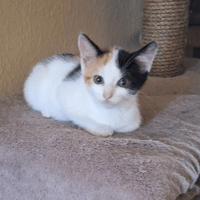 ALCESTE, chatte à adopter