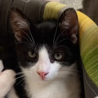 PABLO, chat à adopter