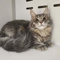 ANDROMEDE, chatte à adopter