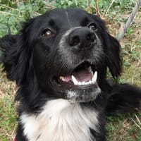 Reicki, chien à adopter