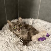 CHATZAM, chat à adopter