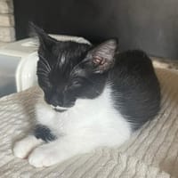 TARTARE, chatte à adopter
