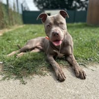 SCOOBY, chien à adopter