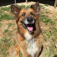 OSLO, chien à adopter